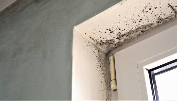 Best Comprehensive Air Testing for Mold Contaminants  in Plainfield Village, CT