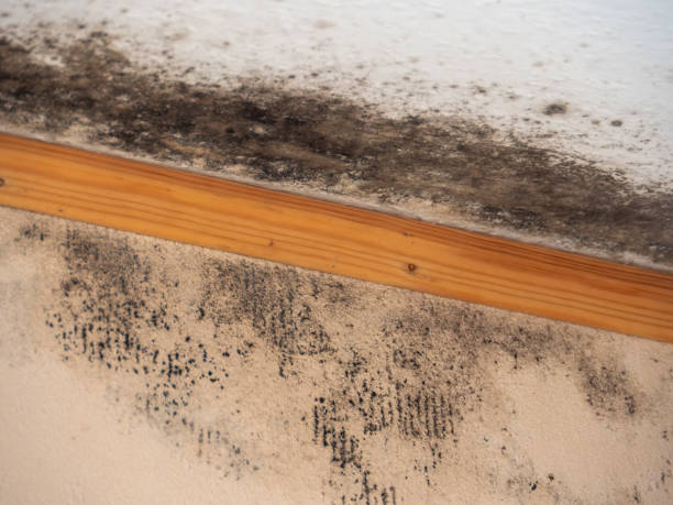 Best Post-Remediation Verification Testing  in Plainfield Village, CT