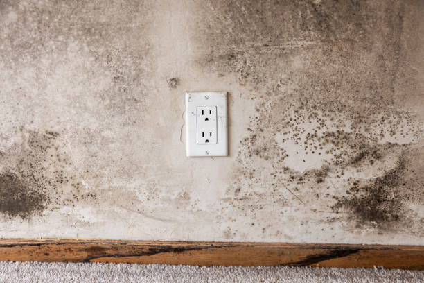 Best Air Quality Testing for Mold Spores  in Plainfield Village, CT